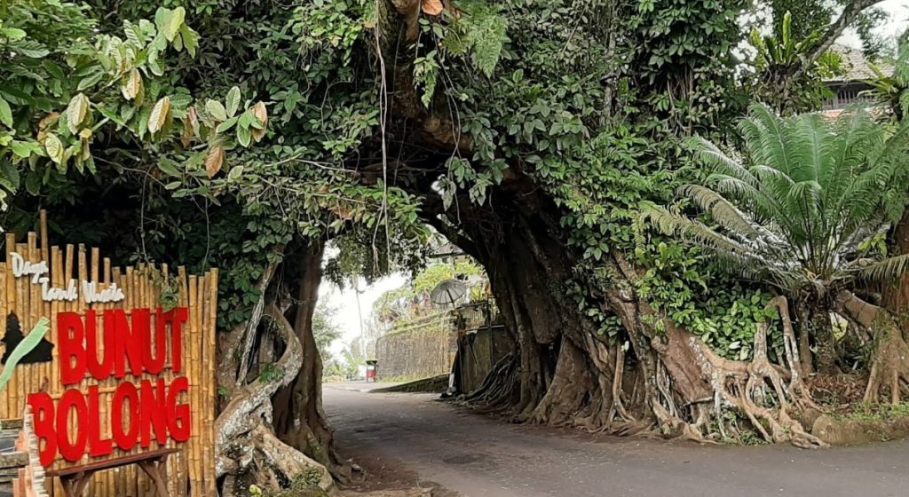 Misteri Bunut Bolong: Pohon Beringin Sakral di Bali Barat yang Penuh Mitos dan Pantangan/ ortibali