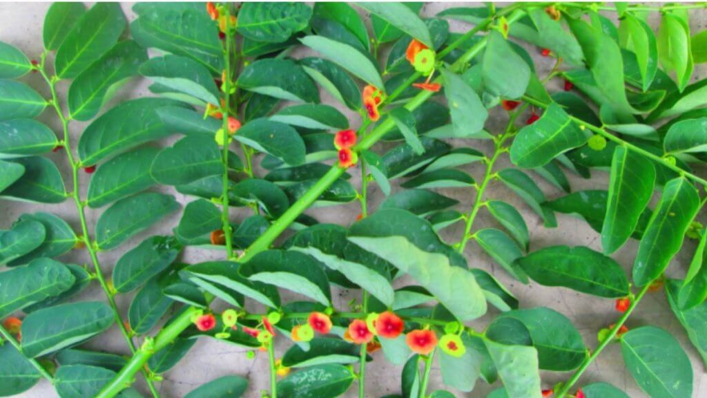 Rahasia Herbal Kesehatan di Balik Daun Kayu Manis