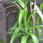 Usada Bali, Manfaat Daun Suji (Don Kayu Sugih): Pewarna Alami, Obat Tradisional, dan Ritual Bali