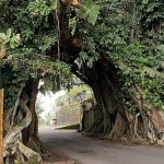 MAGIS! Misteri Bunut Bolong di Jembrana: Pohon Beringin Sakral di Bali Barat yang Penuh Mitos dan Pantangan