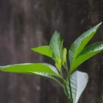 Obat Herbal Gula Darah, Daun Afrika: Rahasia Kesehatan dari Benua Hitam yang Mulai Populer di Indonesia