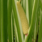 Obat Herbal Sakit Tiwang, Campurkan Bahan Dapur Berikut dengan Rumput Ini