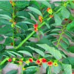 Rahasia Herbal Kesehatan di Balik Daun Kayu Manis: Solusi Alami untuk Diabetes hingga Pelancar ASI