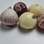 Khasiat Kesuna Tunggal dalam Lontar Taru Pramana: Solusi Alami Penyakit Beri-Beri hingga Sesak Napas