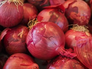Ramuan obat penyakit tuju (rematik) dalam Lontar Usadha Bali